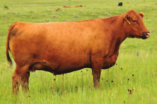 Brown Ms Conquest Z7869 Dam of 23 LSF MEW Platinum 5660C Sire of 24 A B C D 23 A, B, C, D Master EMBRYO PACKAGE Choice of Sires: A. LSF MEW PLATINUM 5660C (#1751232) B.