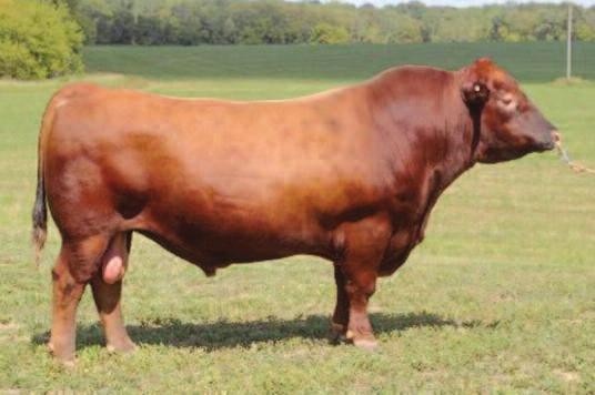 com TBJR Dory Jiba 460 (#1671892) is a maternal sister to the $100,000 LSF TBJ Takeback 4856B that scanned an 8.48 for Marbling.