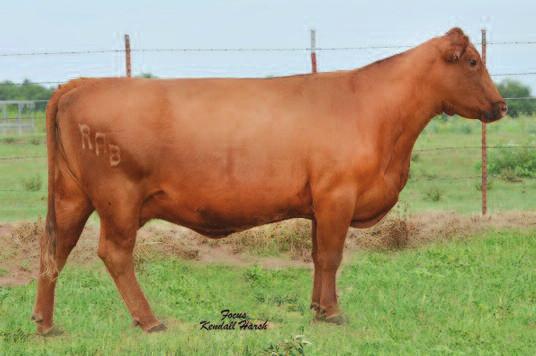 # Dam Reg # Consigned by: Cinco R Ranch, LLC / Abel T. Rodriguez Plavo, TX / 214-325-8340 / abel@cincorcattle.com Selling a package of 5 Grade 1 IVF Direct Transfer.