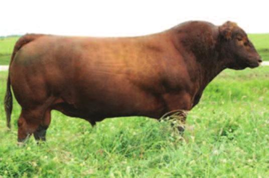 Sired by Rollin Deep Y118, the high selling bull at the March 2012 Bieber Red Angus Sale, and well known for producing powerful cattle with exceptional feet, udders and fleshing ability including his
