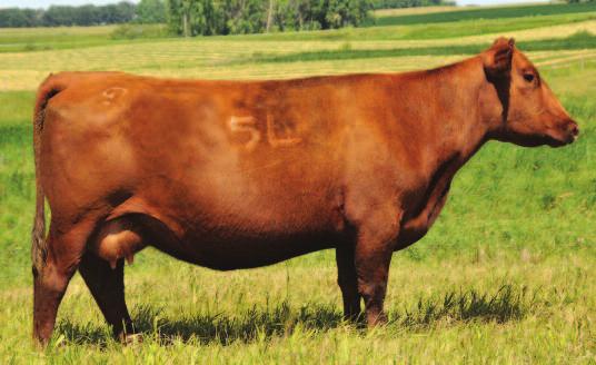 This spring Jacobson raised a top herdsire prospect, Jacobson Top End 6117, that is a full sibling to the embryos being offered.