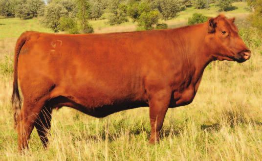The sire, 5L Out In Front 1701-457B, was the top selling bull in the breed back in 15, going to 9 Mile Ranch in WA, and the Legacy Genetics group for $100,000.