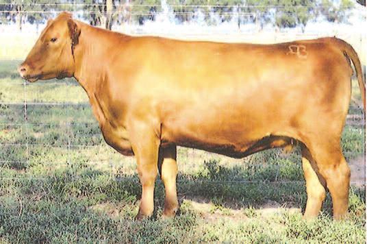 This exciting mating doubles his influence with a top cow from the A-1 Dispersal that offers breed-leading style with mega performance.