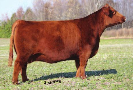 Sired by the two time NWSS Grand Champion bull Six Mile Taurus 519A and from a powerful NBAR Vulcan cow, Sweet Tea has the look and power to kick your next calf crop