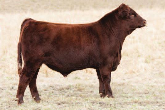 Choice Pen of Three Bulls Consigned by: Orchard Cattle Co. / Shawn Flynn, Tyler Flynn / Berthoud, CO / Shawn: 970-390-8111, Tyler: 303-506-5789 / occredheads@att.