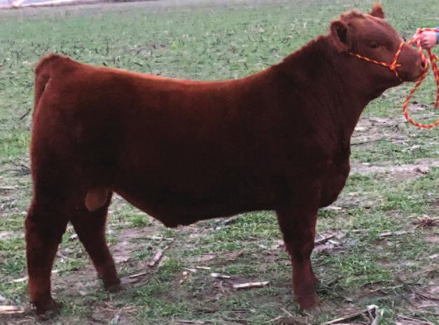 Choice Pen of Three Bulls Consigned by: Glew Performance Cattle / Leon Glew / Manchester, IA / 563-608-1320 / gpccattle@gmail.