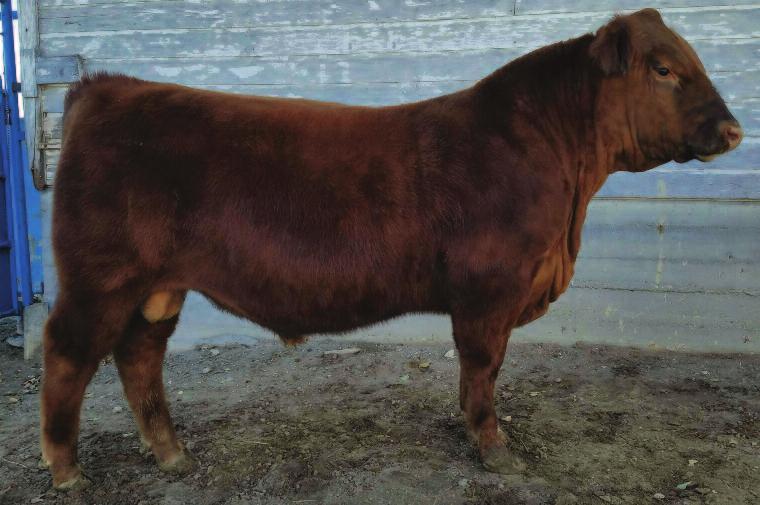 Duke s sire, Detour, has had a great show career and has been in Genex and Semex for years. The dam VanWye Split Rock 35X sold in the Wildcat Dispersal for $20,500.
