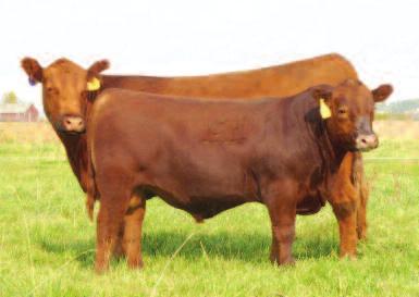1 Selling Choice of the Feddes Red Angus Ranch 2017 heifer calves Consigned by: Feddes Red