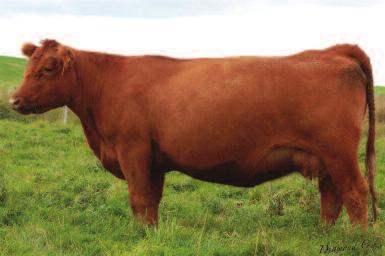 Feddes Oscar B202 C-T Red Rock 5033 Feddes Red Angus purchased their first Red Angus females