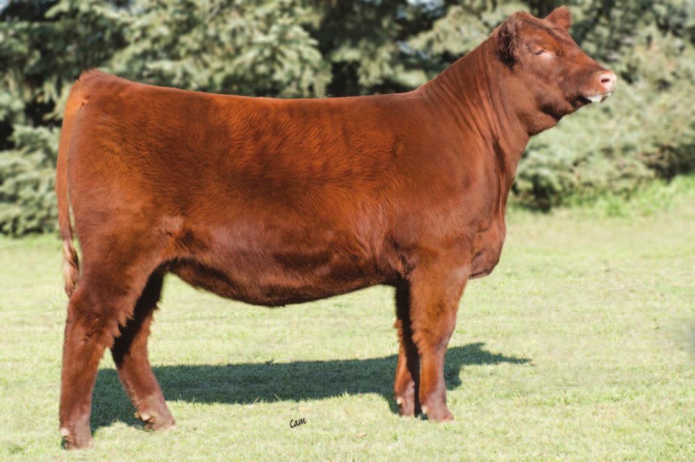 YCRA MISS STORM E15 3758097 01-06-2017 E15 YCRA A 100% AR 82 634 YCRA Miss Storm E15 2 2 Open Heifer RED BRYLOR SQUALL 230S RED BRYLOR PASQUALE 213P TREE LANE PERFECT STORM RED CYT FANNY 15P PRIME