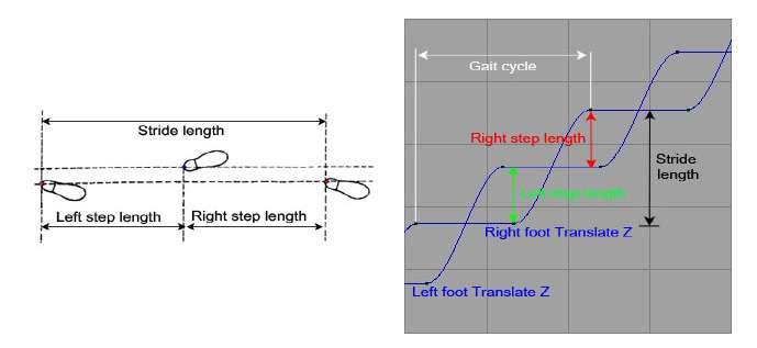 Amongst the entire gait pattern for different animals the gait pattern for a human bipedal is found to be the sophisticated. Figure 3.2 is the foot trajectories of both left and right foot.