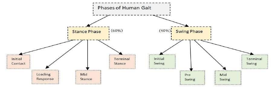 phase which takes the remaining 4% of the complete gait cycle).