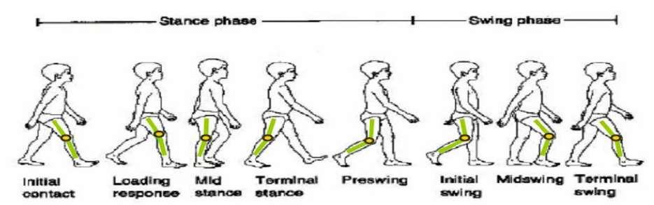 A human gait and stride cycle comprise broadly two phases, i.e. the stance phase which is the discrete form of phase and the swing phase which is the continuous form of phase. The figure 3.