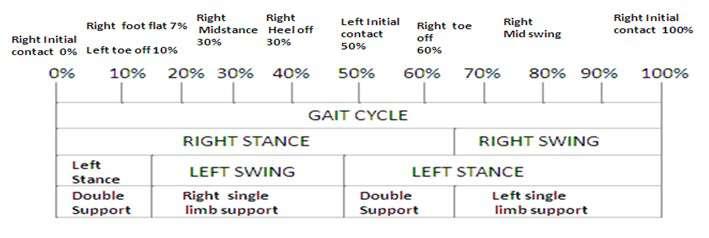 Figure 3-7: Human GAIT different Phase [44] Figure 3-8: Double and Single Support Phase during One Gait Cycle [45] Figure 3-9: Double Support Phase during Running and Normal Walk [45] 3.