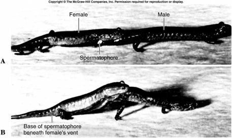 Fig. 25.6 Fig. 25.8 Respiration Salamanders have a wide array of respiratory mechanisms. They have extensive vascular nets in their skin that exchange both oxygen and carbon dioxide.