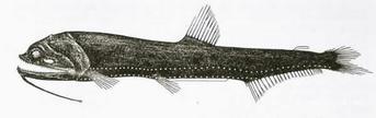 Stomiiformes = deep-sea, mesopelagic and bathypelagic w/ luminescent organs