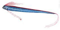 Lampridiomorpha = open water oceanic include opahs and oarfish = one can enlarge
