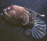 6 ) Paracanthopterygii Lophiiformes = anglerfishes; Goosefish & frogfish (esca or lure used to mimic small