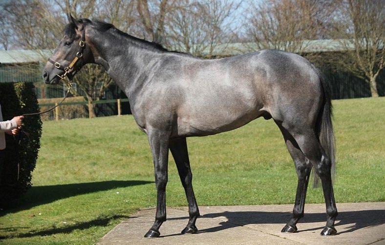 second behind Irish Derby winner Jack Hobbs half-brother Manson. War Story was purchased by stable bloodstock agent Guy Mulcaster for Geoff from the Arqana Breeze Up Sale.