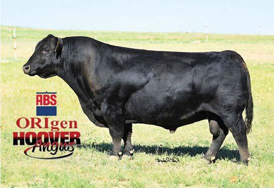 Hoover Dam, sire EMBRYOS Hoover Dam possesses a unique ability to produce calving ease, muscle, carcass quality, docility, and phenomenal daughters.