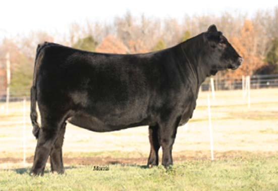 233X injects as much growth as any donor in the country, she currently ranks in the top 2% for WW and top 3% for YW, she also records a 29 MK EPD. AUTO Show Off 233X, dam SIRE DAM 1 Embryo lot 7 8-0.