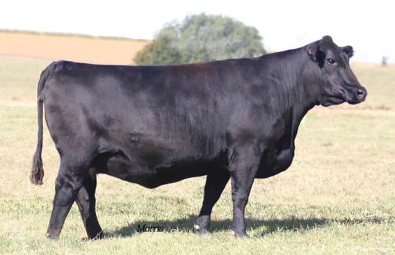 LVLS 8105T is a Farmer John daughter who has been tremendous for us and has been a consistent revenue producer throughout the years. LVLS 8105T, dam SIRE DAM 5 Embryos lot 8 8-2.2 55 86 21 48 12 1.