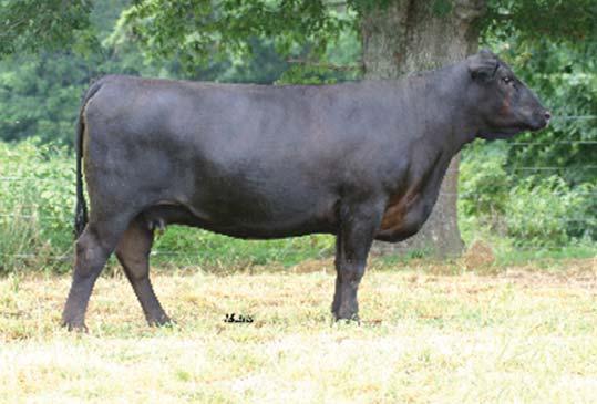 EXLR 157R has left a variety of females in the MCBN herd from breed leading sires. These Wazowski s will be the latest to enance this line. EXLR Barb 157R, dam SIRE DAM 5 Embryos lot 9 7 1.
