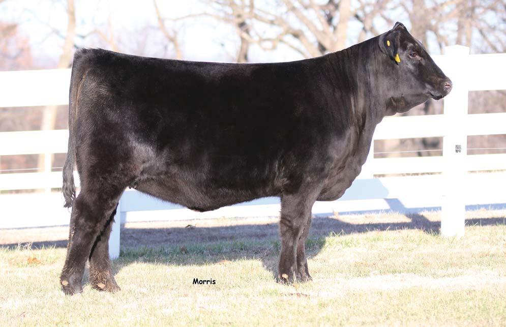 BRED HEIFER A.I. on 11/24/17 to AUTO Dollar General 122R The MAGS Aviator daughters have been taking the country by storm due to their superior phenotype, moderation and functionality.