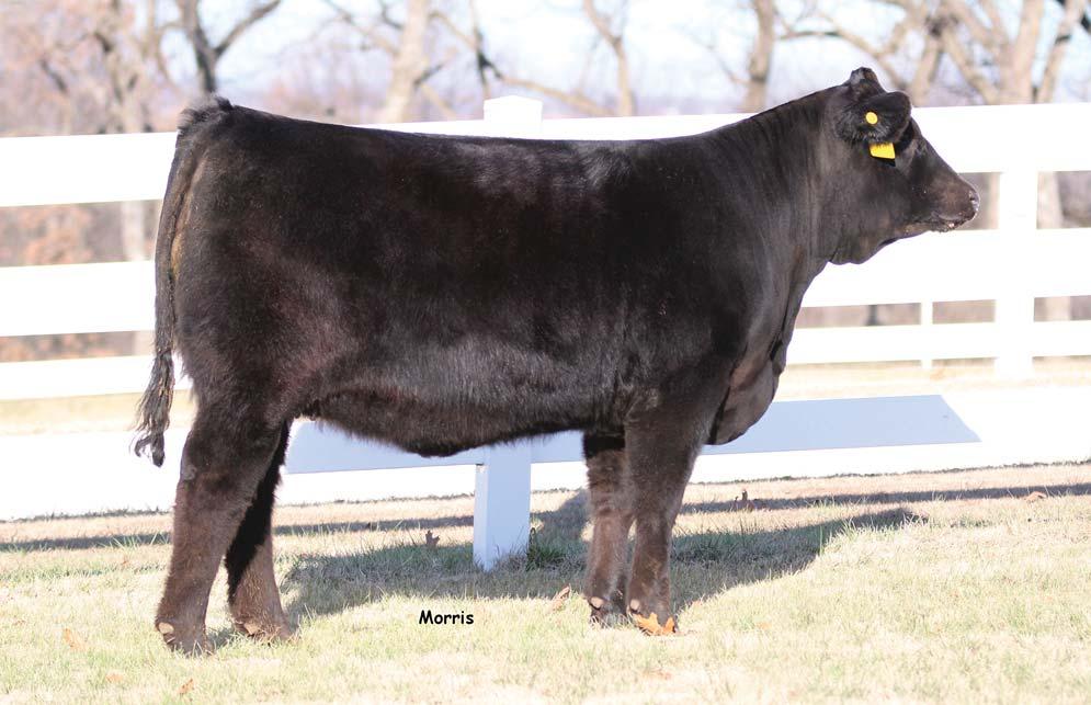 BRED HEIFER A.I. on 11/24/17 to MAGS Aviator 373A 684D has been one of our favorites since day one.