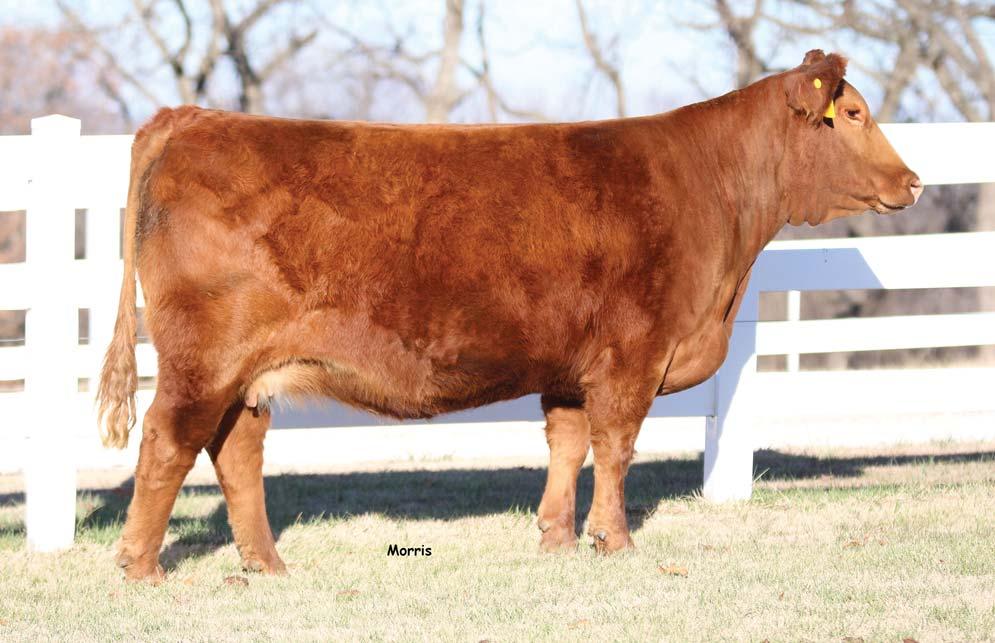 BRED FEMALE PE to MCBN Classified528C; Due approximately 3/1/18 This red, high growth female in dynamic in regards to what she contributes to the breeding equation.