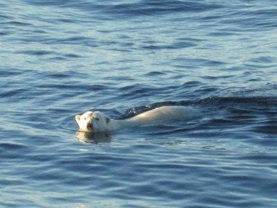 Photos courtesy of Lindsay Bartholomew. September 15, 2013: Polar Bear - Swimming!