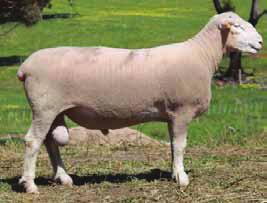 3 104.6 96% 95% 91% 87% 89% 90% 69% 69% 51% 78 0.78 0.01-0.8 42 49 45 Sold for $10,000 to Meat Elite. One heavily muscled ram in the sale.