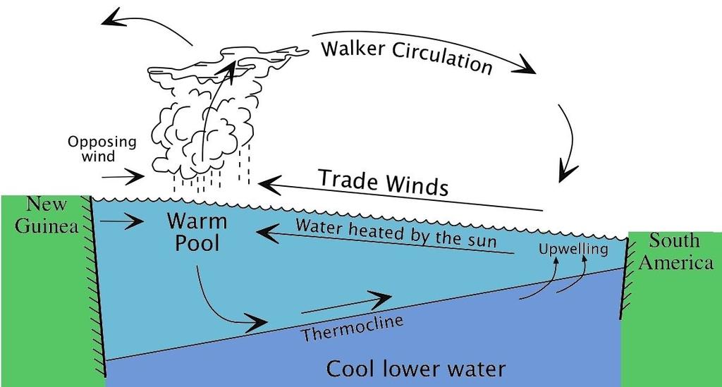 In normal conditions (ie non-el Niño), these two factors play out as follows; 1. Water Temperature; As the trade winds blow from East to West, they drag the surface waters with them.