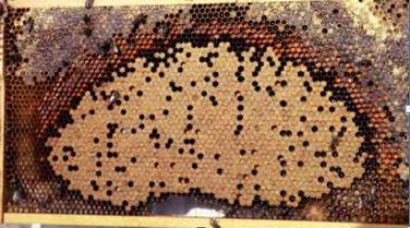 A strong Fall hive has 6-8 frames of bees.