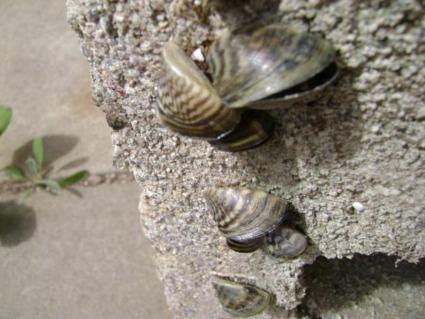 In the meantime, here is a fun project that you and the kids/grand kids might enjoy and that will also help LWIA keep an eye out for invading zebra mussels.