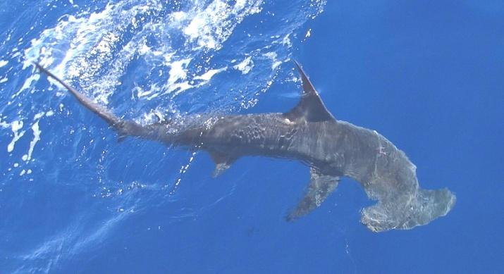 ICCAT: International Management 2010 Recommendation prohibited retention, landing, storing, and sale of all hammerhead sharks (except bonnethead) In August 2011, U.S.