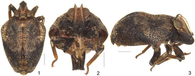 R. Meng and Y. Wang Neotapirissus gen. nov. Type species. Neotapirissus reticularis sp. nov. Diagnosis. Head including eyes distinctly narrower than pronotum (Fig. 1).