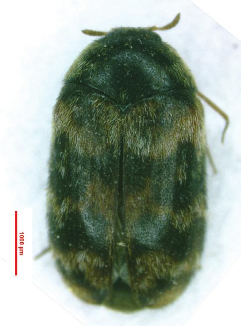 ventral view; 6- male elytra from a strong solution of KOH; 7- morphology of hind wing.