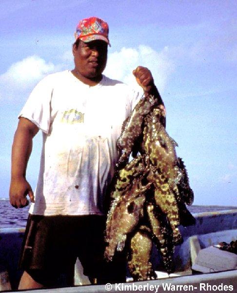 Groupers, Palau aggregation catches (PCS/SCRFA, 2003) 1500