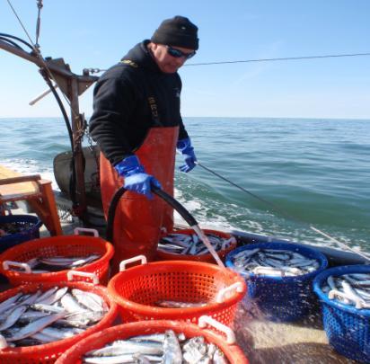Monitoring Data and Catch Estimation VMS Catch Reports Herring Management Area Estimate of kept fish (all species) VTR and Dealer Reports Estimate of kept fish (all species) Statistical Area Observer