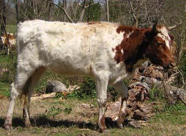 3 Sire: Conway s Jim #1198 BATH DIXIE white with red face + ears DOB 1.31.