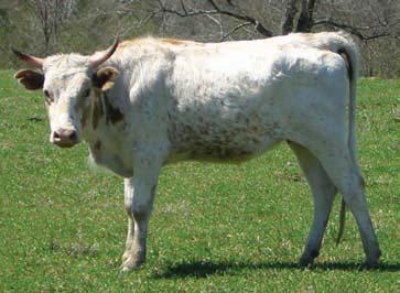 NOTES: open heifer exposed to Carter ; gentle disposition 6 Sire: Cowpen DeSoto Brown Spot JR #1727 Dam: DNF Mulberry DeSoto #2198 COWPEN S BIHI DESOTO red/yellow w/ white spots DOB 1.01.