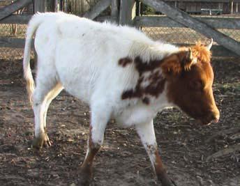 09 #2214 Hickman Hickman Foundation cow NOTES: Pure Hickman herd sire prospect 5 Sire: Leo Ladnier #2174 MISS JACK-LEO CREEK white with blonde specks DOB 1.01.