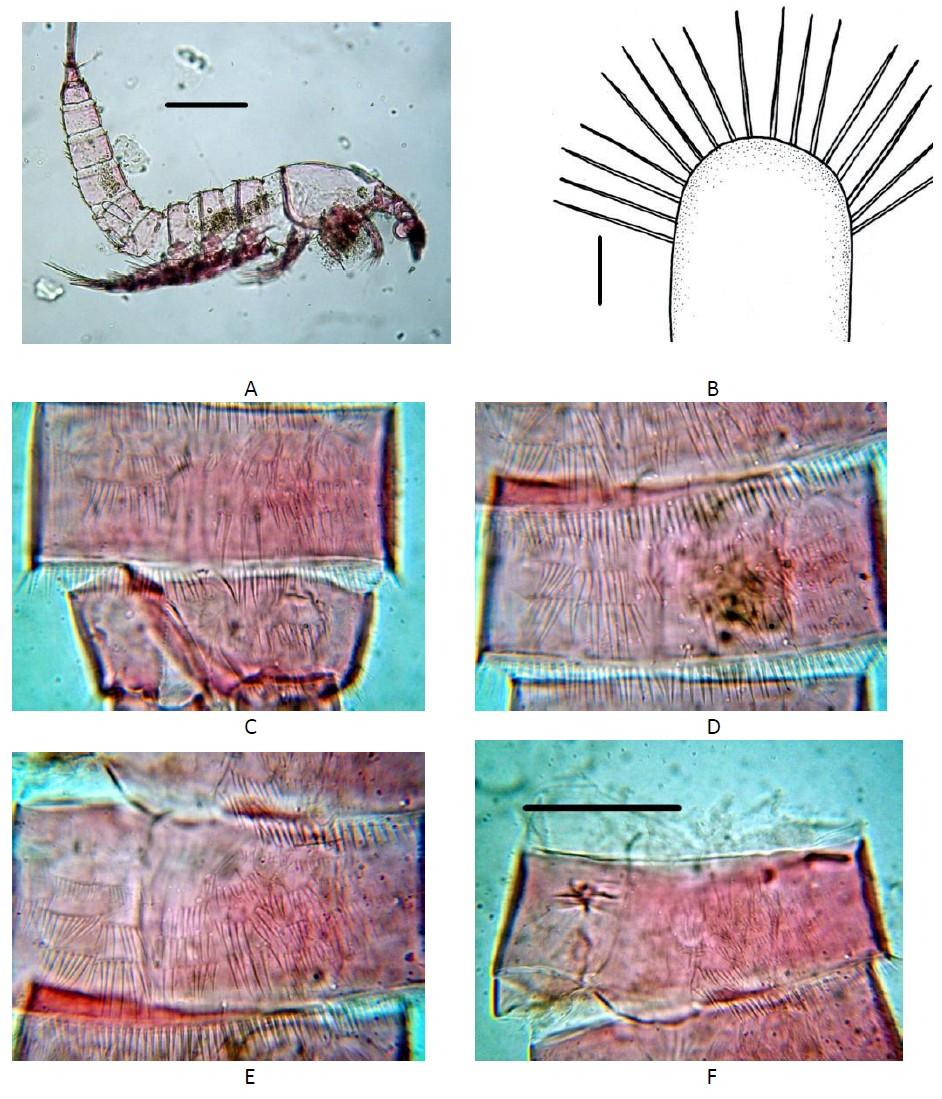 New copepod species from Colombia 9 Figure 6. Cletocamptus samariensis sp. nov. Male. A. Habitus, lateral view. B. Rostrum, ventral view. C. Ventral surface of urosomites 5 and 6. D.