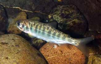 SOUTHERN OREGON/ NORTHERN CALIFORNIA COAST CHINOOK SALMON Oncorhynchus tshawytscha LEVEL OF CONCERN: MODERATE Southern Oregon/Northern California Coastal (SONCC) Chinook salmon in California are