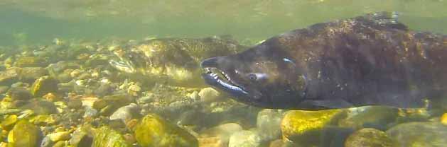 UPPER KLAMATH-TRINITY RIVERS FALL-RUN CHINOOK SALMON Oncorhynchus tshawytscha LEVEL OF CONCERN: MODERATE Upper Klamath-Trinity Rivers (UKTR) fall-run Chinook are not in immediate danger of