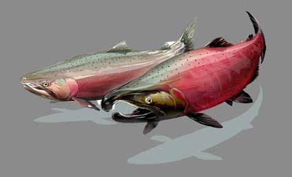Today, Coho salmon in California have been reduced to less than 5% of their historical numbers. Spawning adult Coho salmon are 55-80 cm (approximately 22-31 in.