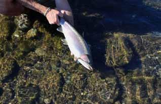 CENTRAL VALLEY STEELHEAD Oncorhynchus mykiss irideus LEVEL OF CONCERN: MODERATE Central Valley steelhead are not in danger of extinction but their numbers will remain low until river conditions that