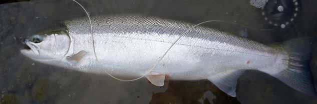 NORTHERN CALIFORNIA SUMMER STEELHEAD Oncorhynchus mykiss irideus LEVEL OF CONCERN: CRITICAL Northern California (NC) summer steelhead are in long-term decline and this trend will continue without