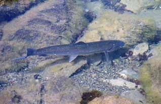 Without widespread efforts to restore streamflows and improve access to historical habitat, SCCC steelhead will likely be extinct in southern California within 50 years. 1.